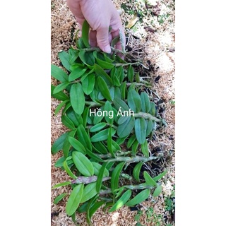 Lan giả hạc - hoa thơm,sai hoa, dễ sống
