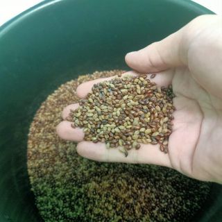 2kg  hạt muồng . HSD 5 năm