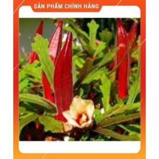 HẠT GIỐNG ĐẬU BẮP TÍM GÓI 5GR.