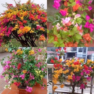 Cây giống hoa giấy 35k/bầu