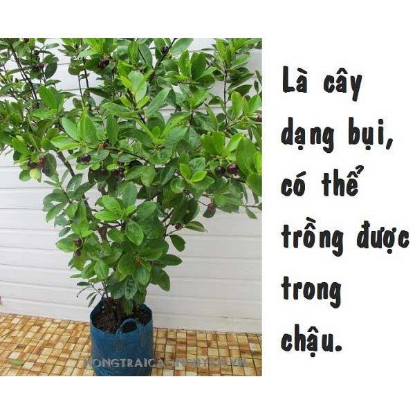 Hạt giống cherry nhiệt đới gói 10 hạt