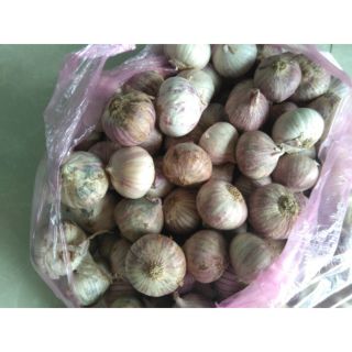 500gr tỏi cô đơn Sơn La
