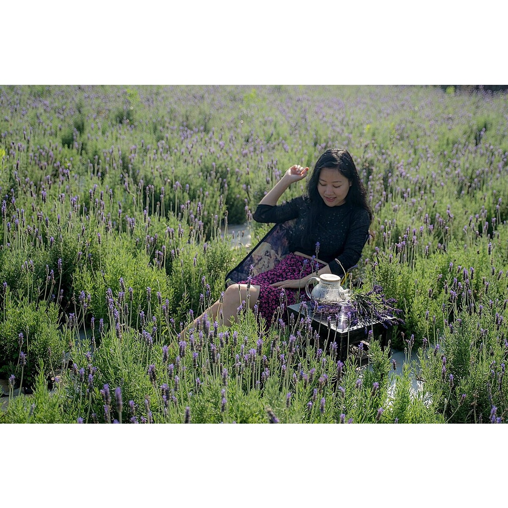 Trà Hoa Oải Hương Lavender Thảo Mộc Hữu Cơ Thơm Ngon Dễ Uống Từ Tôi Yêu Trà