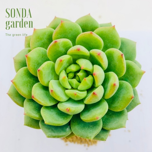 Sen đá bánh bao xanh SONDA GARDEN size bé 5-8cm, xuất xứ Đà Lạt, khoẻ đẹp, lỗi 1 đổi 1