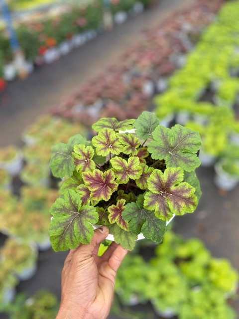 Chậu cứng Heuchera lớn