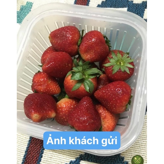 Hộp Bảo Quản Tách Nước Giúp Thực Phẩm Tươi Lâu