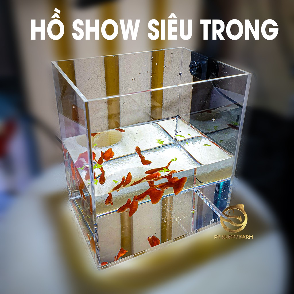 Hồ show cá Mica Siêu trong