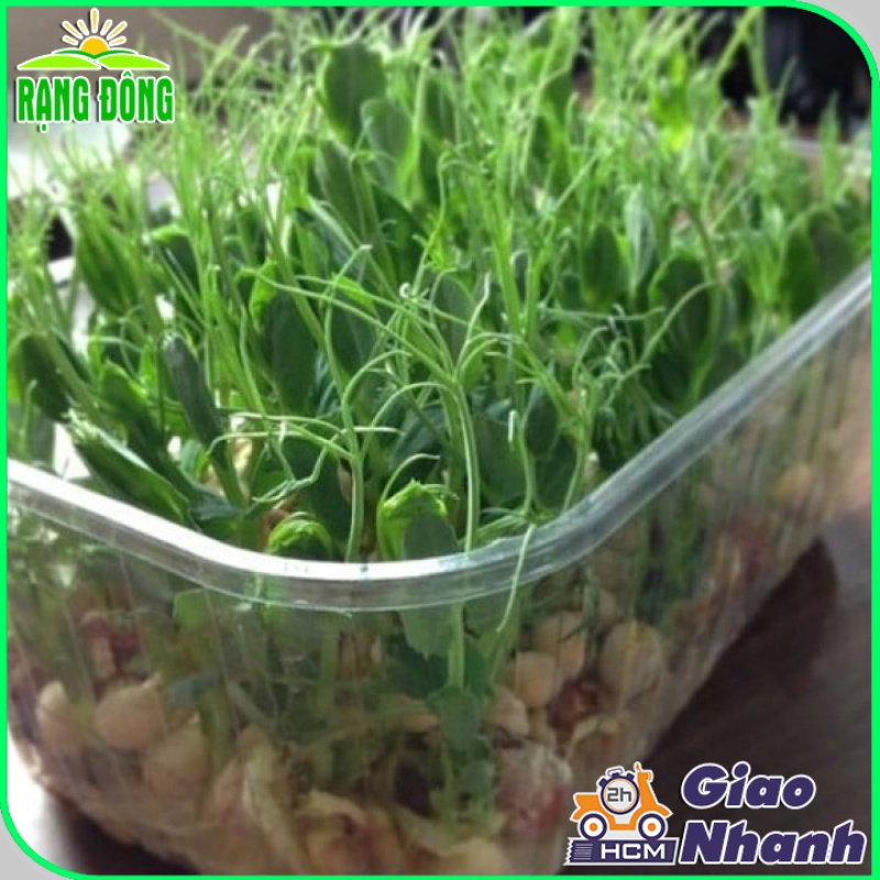 Hạt giống rau mầm ĐẬU HÀ LAN ngon giòn ngọt - rau củ quả trồng chậu thu hoạch sau 6-8 ngày 30gr RAD0711