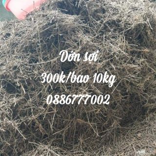 Dớn sợi trồng lan
