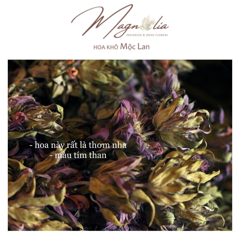 Hoa khô bạc hà Lemon Mint màu tím vintage, cắm lọ trang trí decor phong cách bắc âu cổ điển