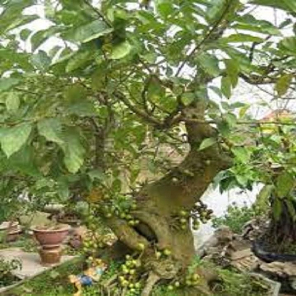 26.09 CHẬU CÂY SUNG CẢNH, CÂY ĐÃ CÓ QUẢ GỬI ĐI NGUYÊN CHẬU