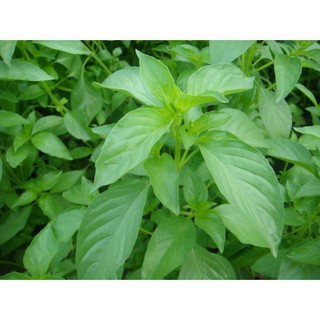 Hạt Giống Rau Thơm Các Loại (Mè Hàn Quốc, Oregano, Parsley, Thyme, Tía Tô Beefsteak plant )