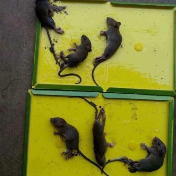 Keo dân chuột - bẫy chuột- bẫy dính chuột