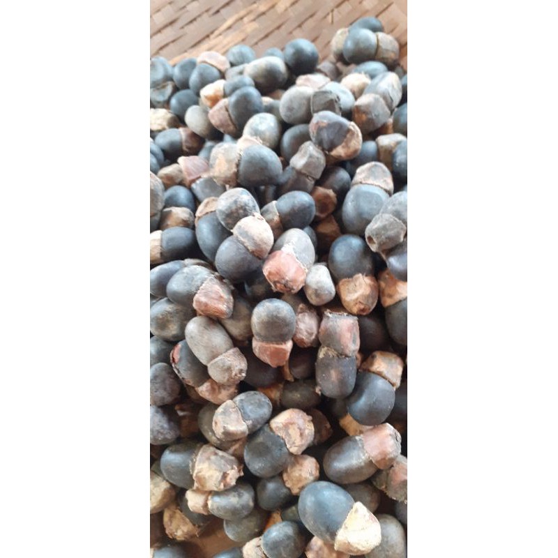 1kg Hạt giống gõ đỏ