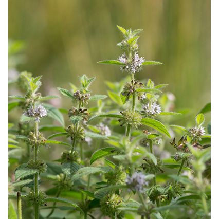 Tinh dầu Bạc Hà Á- Cornmint Essential Oil