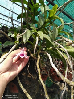 Siêu ra rễ Rooting