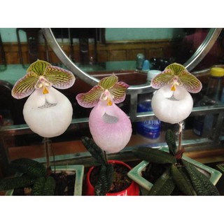 1 BÓ LAN HÀI MỐC HỒNG RỪNG TÂY BẮC, HOA NỞ DỊP TẾT - CÂY GIỐNG LAN RỪNG - HMH