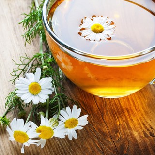 Hạt Giống Hoa Trà Hoa Cúc 1gr