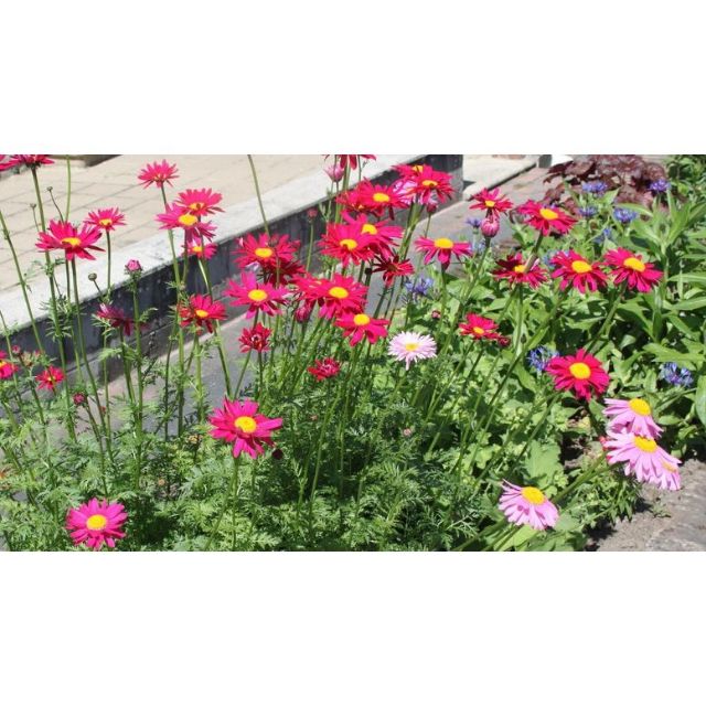 Hạt Giống Hoa Cúc Thơm /Cúc Đuổi Muỗi (35-50 Hạt) ĐẾN MÙA TRỒNG TẾT