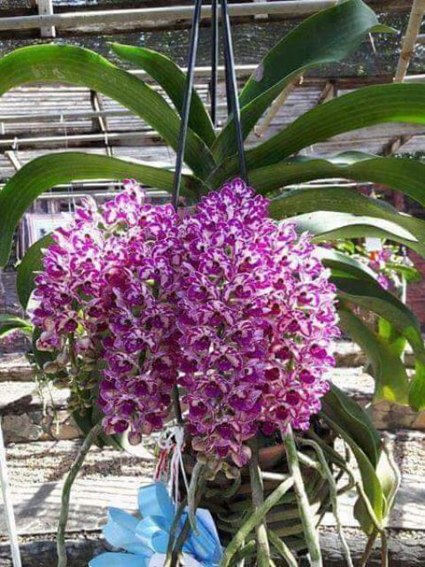 Hoa phong lan ngọc điểm giống - Hoa lan đai châu giống