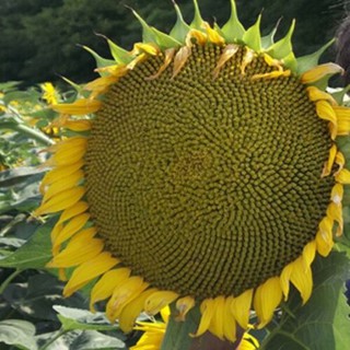 25 Hạt giống Hướng Dương Khổng Lồ (Ăn Hạt)