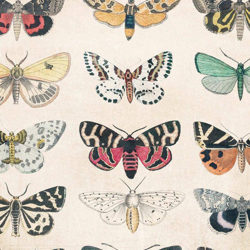 Tranh Vải Bạt Treo Tường In Hình Bươm Bướm Cổ Điển Trang Trí Nhà Cửa