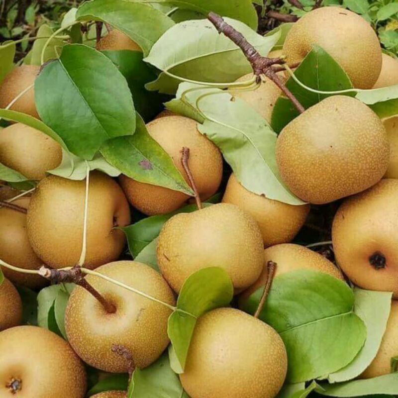 Cây Lê Nâu Giống  x2 Cây Đã Ghép 5.0⚡freeship⚡🚛 🌳Mua 3 tặng 1 cây bất kì🌳