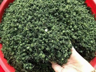 NỤ SIÊU BAO TỬ LOẠI NHỎ 100g