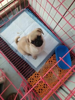 Tấm lót vệ sinh cho CHÓ MÈO