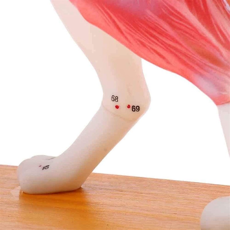 Mô Hình Chó Giải Phẫu Học Châm Cứu Cơ Thể Chó Với 72 Điểm Châm Cứu