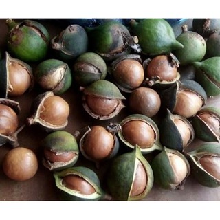 1kg Mắc ca sấy chín ( tặng kèm dụng cụ tách vỏ)