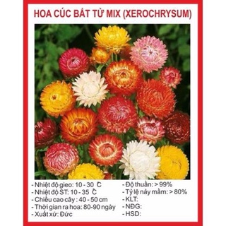Hạt giống cúc bất tử 100 hạt hạt giống bốn mùa