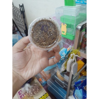 Sâu rang bơ chuột hamter🐭