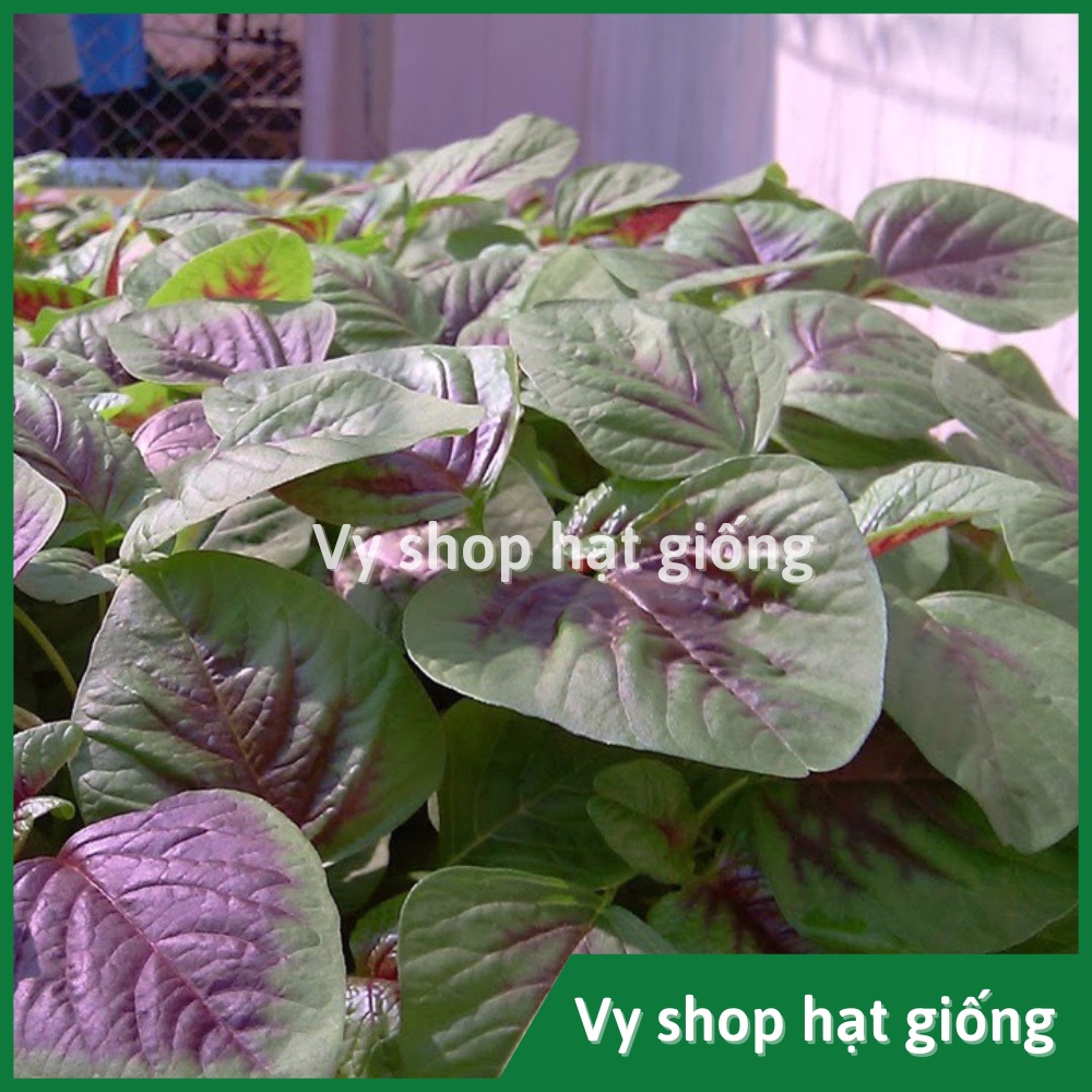 Hạt giống rau dền tía  lá to Thái Lan gói 13.300 hạt