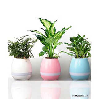 chậu cây thông minh kiêm loa bluetooth