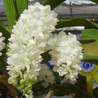 ĐAI CHÂU NGỌC ĐIỂM NĂM 3