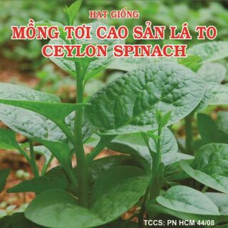 Mồng tơi cao sản lá to