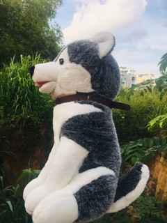 Gấu bông husky