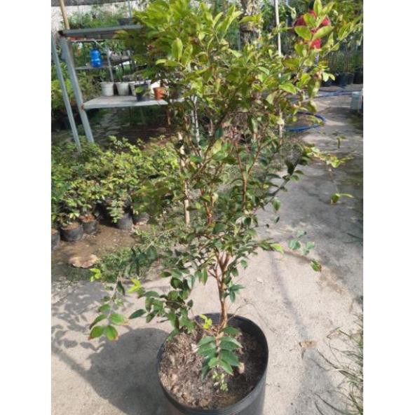 Nho thân gỗ tứ quý 1 năm ra trái cao 1m - Nhà Vườn Khánh Võ