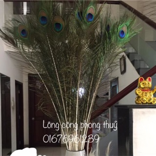 Lông công tự nhiên 100% 9 nhánh loại nhất