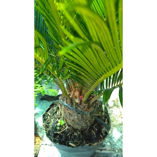 Thiên tuế - Cycas pectinata