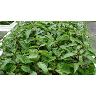 Hạt giống rau Đay đỏ