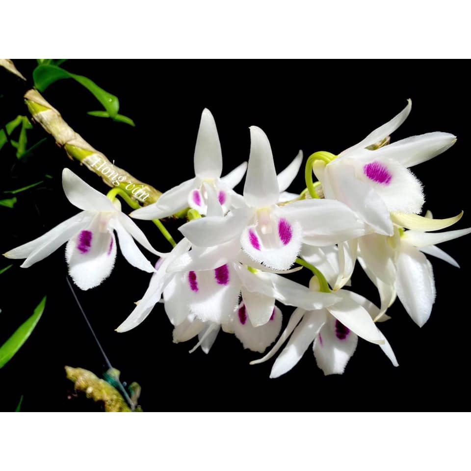 5ct phú thọ gieo hạt