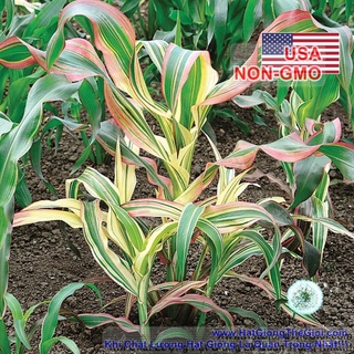 5GR 25.HAT Hạt Giống Bắp Cảnh Lá Sọc Var Trồng Chậu (TLB1| -KD: A8*V74*M013)