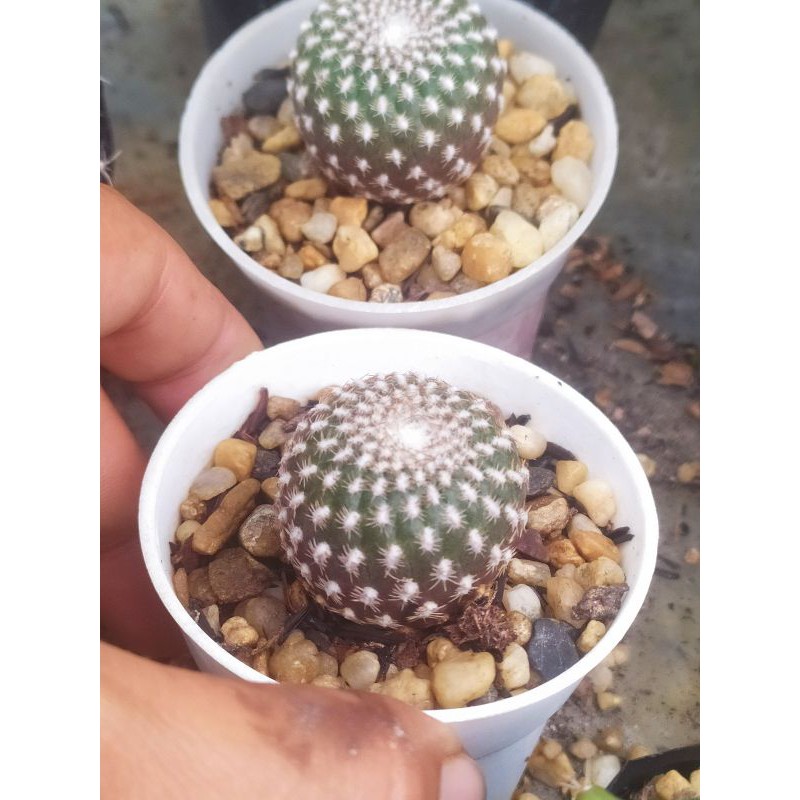 Xương rồng sulcorebutia arenacea
