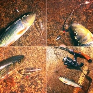 MỒI CÂU CÁ GIẢ SIÊU NHẠY MƯƠNG RÔ NGÃO