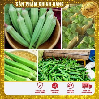 20g Hạt giống Đậu Bắp Cao Sản (tặng gói Kích nẩy mầm và Hướng dẫn) VIETSEED