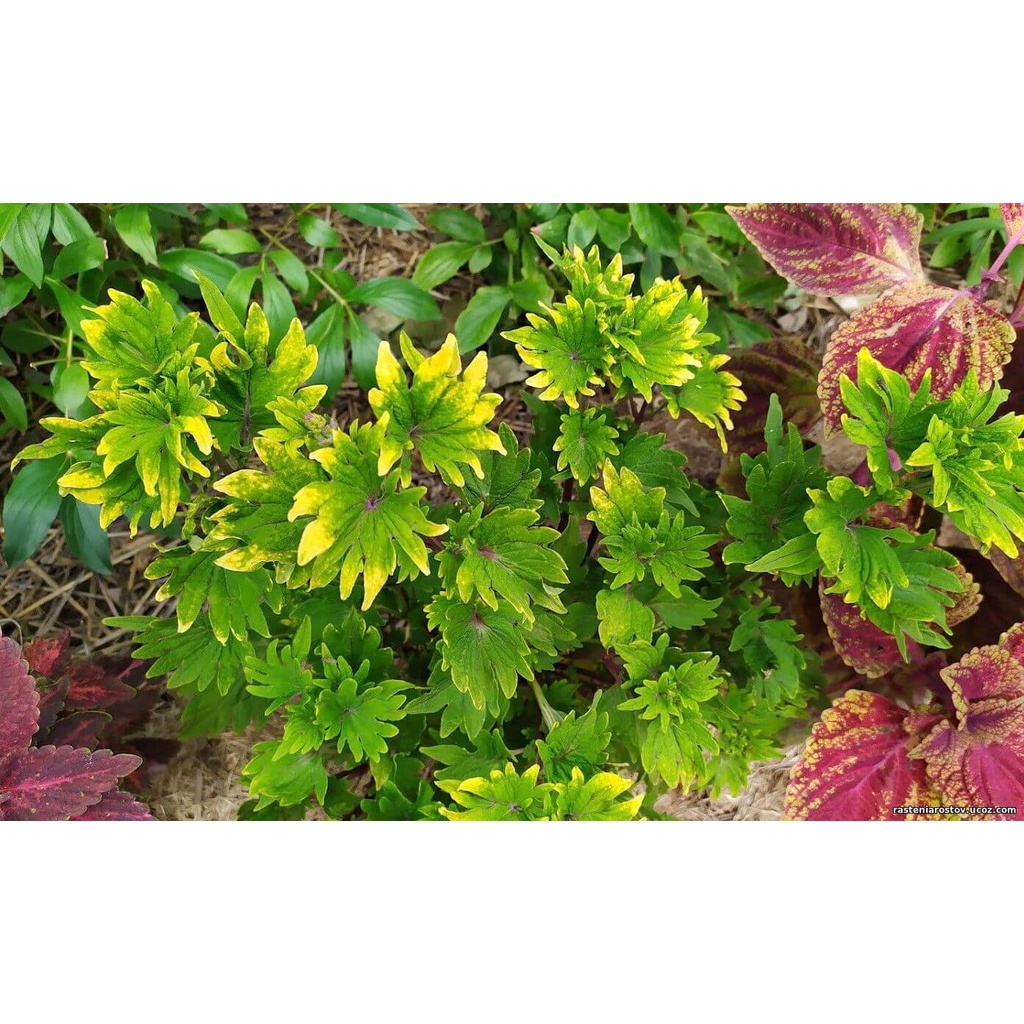 Cây Coleus scutellarioides Diane’s Gold (Lá Gấm Diane’s Gold) chậu nhựa 10cm