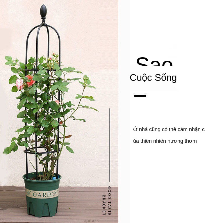 Kiểu dáng Châu Âu cây leo giàn hoa dây giá đỡ bằng sắt rèn nhựa bọc hồng clematis trang trí cột chống sàn ban côn