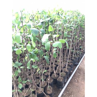 [cây giống]MỘC LAN GIỐNG